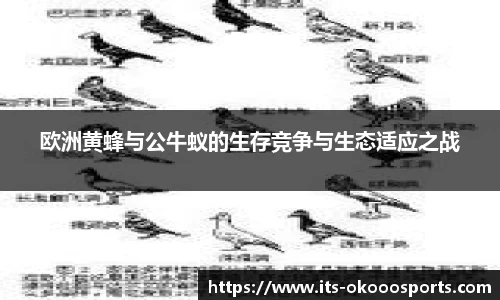 澳客网